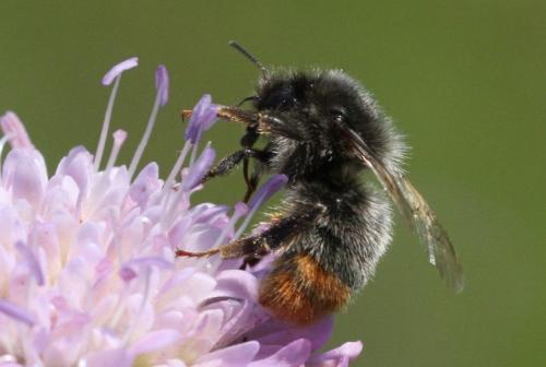Bombus sp.